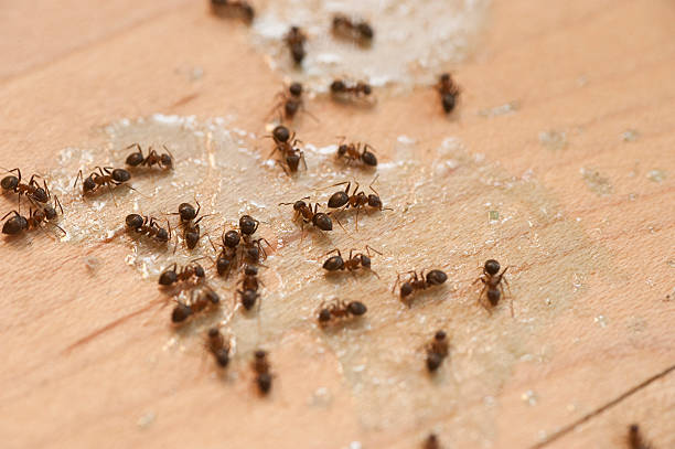 Best Residential Pest Control  in Sauk Rapids, MN