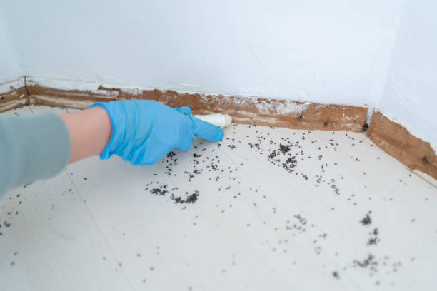 Pest Prevention Services in Sauk Rapids, MN